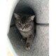 Grau getigerte Katze mit bernsteinfarbenen Augen in einem grauen Filztunnel, Pfote nach vorne ausgestreckt.