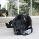 Schwarzer Hund mit weiß gesprenkelten Pfoten knabbert an einem schwarzen Gummiball-Spielzeug auf einer Veranda vor einer Glastür.