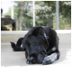 Chien noir aux pattes tachetées de blanc mâchant une balle en caoutchouc noire sur une véranda devant une porte vitrée.