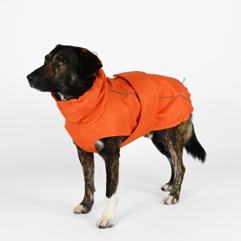 Ein Hund, der einen leuchtend orangefarbenen wasserdichten Mantel mit Kapuze trägt, steht vor einem weißen Hintergrund.