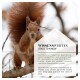 Rotes Eichhörnchen auf einem Ast mit Text über das beeindruckende Gedächtnis von Eichhörnchen und die Nutzung von visuellen und Geruchshinweisen.