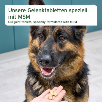 Deutscher Schäferhund schaut nach oben, während eine Hand drei Tabletten anbietet; Banner: „Unsere Gelenktabletten speziell mit MSM“