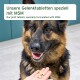 Deutscher Schäferhund schaut nach oben, während eine Hand drei Tabletten anbietet; Banner: „Unsere Gelenktabletten speziell mit MSM“