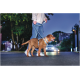 Chien brun en harnais bleu tenu en laisse promené la nuit dans une rue avec des phares de voiture en arrière-plan