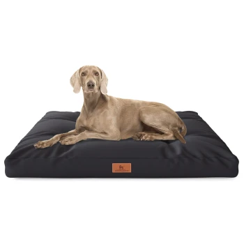 Ein hellbrauner Weimaraner-Hund liegt bequem auf einem großen schwarzen Haustierbett mit einem Lederetikett, das "KNUFFELWUFF" beschriftet ist.