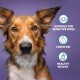 Image of a dog with text highlighting benefits: "Suitable for sensitive dogs," "Low in fat," and "Healthy weight," against a purple background.