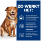Ein brauner Hund sitzt vor einem blauen Hintergrund mit Text über ein Protein, das bei Nahrungsmittelallergien hilft und die Immunität fördert.