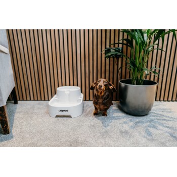 Ein brauner Dackel sitzt neben einer weißen Hundewasser-Schüssel mit der Aufschrift "Dog Mate", mit einer Topfpflanze im Hintergrund und Holzverkleidung.