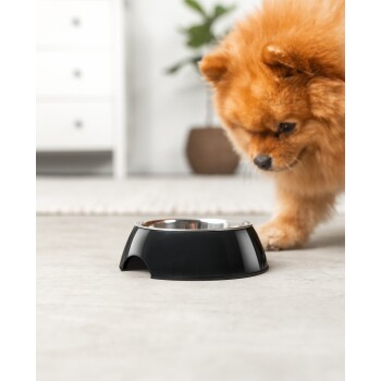 Ein flauschiger orangefarbener Pomeranian-Hund nähert sich neugierig einer schwarzen Futterschüssel mit Edelstahl-Innenleben, die auf einem hellen Boden steht.