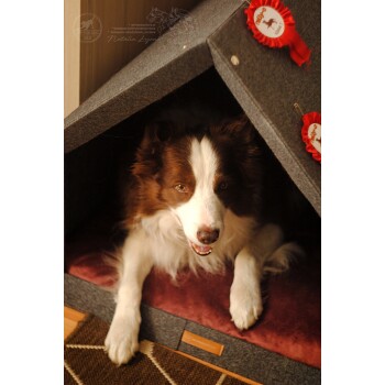 Ein glücklicher braun-weißer Border Collie sitzt in einem gemütlichen, grauen Filzhundehäuschen mit einem weinroten Kissen, das rote Rosetten an der Außenseite zeigt.
