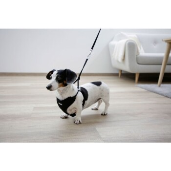 Mały czarno-biały piesek w czarnej uprzęży stoi na drewnianej podłodze, z przypiętą smyczą, w nowoczesnym wnętrzu salonu.