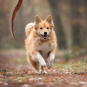 Ein glücklicher, flauschiger goldenfarbener Hund, der auf einem Waldweg läuft, umgeben von Herbstblättern.