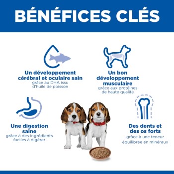 Deux chiots beagle avec un bol de croquettes sous le titre français « BÉNÉFICES CLÉS » avec icônes pour cerveau, muscles, digestion et dents