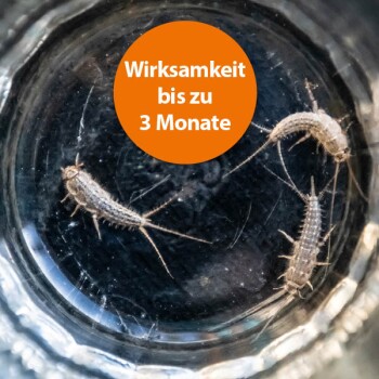 Drei kleine Insekten in einem klaren Behälter mit einem orangefarbenen Kreis, der sagt: "Wirksamkeit bis zu 3 Monaten."