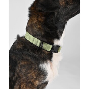 Eine Nahaufnahme des Halses eines Hundes mit einem hellgrünen Halsband mit schwarzer Schnalle, das das gestromte Fell des Hundes zeigt.