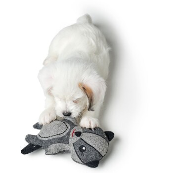 Ein flauschiger weißer Welpe interagiert verspielt mit einem grauen Waschbär-Plüschspielzeug und zeigt seine verspielte Natur.