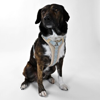 Ein sitzender Hund, der ein stilvolles beiges und blaues Geschirr trägt, zeigt sein glattes Fell und seine aufmerksame Haltung vor einem schlichten weißen Hintergrund.