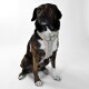 Hundegeschirr Sky XS
