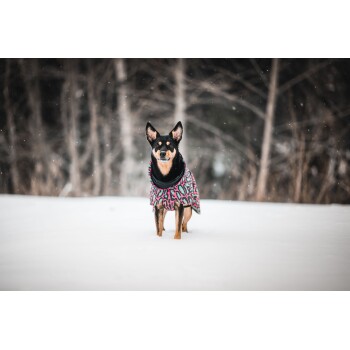 Ein Hund in einem bunten, gemusterten Wintermantel steht im Schnee, umgeben von einem verschwommenen Waldhintergrund.