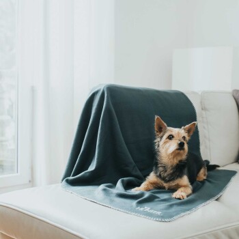 Ein kleiner Hund ruht sich auf einem hellen Sofa aus, teilweise von einer dunkelgrünen Decke bedeckt, mit Sonnenlicht, das durch ein nahegelegenes Fenster strömt.