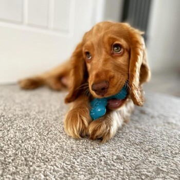 Ein verspielter goldenfarbener Cocker Spaniel Welpe liegt auf einem weichen grauen Teppich und kaut auf einem leuchtend blauen Gummispielzeug.