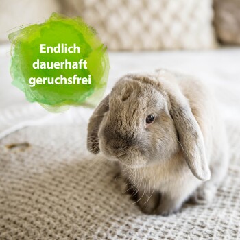 Ein süßer hellbrauner Kaninchen sitzt auf einer strukturierten Oberfläche mit einer grünen Sprechblase, die sagt: 'Endlich dauerhaft geruchsfrei.'