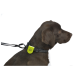 Un labrador retriever brun portant un collier noir avec une étiquette jaune vif, montrant un profil latéral sur un fond blanc.