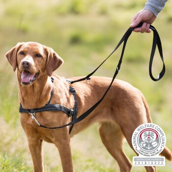 Ein Golden Retriever, der ein schwarzes Geschirr und eine Leine trägt, steht auf Gras, mit einem Tierschutzkonformitätsabzeichen in der Ecke.
