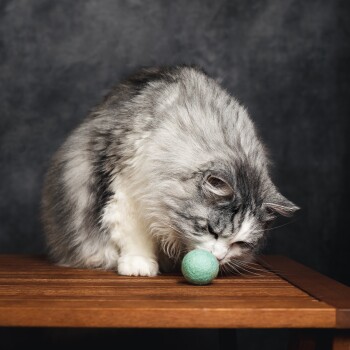Un chat gris et blanc duveteux renifle une petite balle en feutre verte sur une table en bois, sur fond sombre.