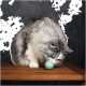 Un chat gris et blanc duveteux renifle une petite balle en feutre verte sur une table en bois, sur fond sombre.
