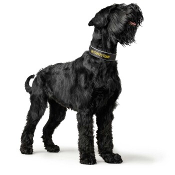 Ein schwarzer Hund mit einem flauschigen Fell steht stolz da und trägt ein Halsband, auf dem "EIN STARKES TEAM" steht.