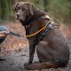 Kurzführer für Hunde - Kurzleine aus Kletterseilmaterial orange M