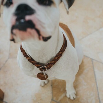 Eine Nahaufnahme eines weißen Hundes mit braunen Markierungen, der ein geflochtenes braunes Lederhalsband mit einem Anhänger trägt und auf einem gefliesten Boden sitzt.