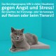 Graue Katze liegt auf einem grauen Kissen vor einem hellen türkisfarbenen Hintergrund, mit Text, der ein beruhigendes Spray zur Stresslinderung bewirbt.