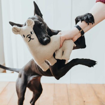 Ein verspielter schwarzer Hund hält freudig ein beiges Stofftier im Mund, während eine Person sanft daran zieht, was ihre Interaktion zeigt.