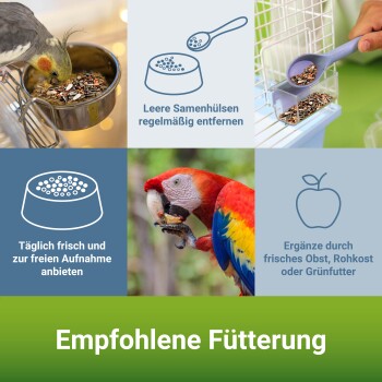 Nymphensittich, der Samen frisst, Papagei mit Futter und Fütterungstipps: "Schalen entfernen", "Frisches Futter anbieten", "Obst/Gemüse hinzufügen." Text: "Empfohlene Fütterung."