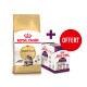 Sac de nourriture pour chats Royal Canin Maine Coon avec un pack bonus de friandises pour chats Sensory, avec le texte "OFFERT" en rouge.