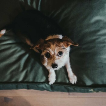 Ein kleiner Hund mit großen, ausdrucksvollen Augen sitzt auf einem grünen Haustierbett und schaut direkt in die Kamera.