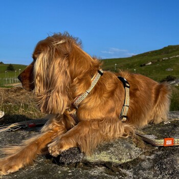 Golden Retriever trägt ein gemustertes Geschirr und eine Leine, liegt auf Felsen mit grasbewachsenem Hügel und blauem Himmel im Hintergrund.