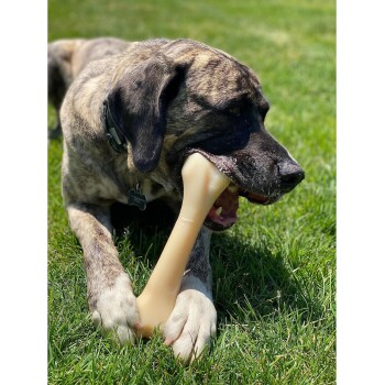 Ein gestromter Hund liegt auf grünem Gras und kaut auf einem großen, beigen Kauknochen, während Sonnenlicht sein Fell beleuchtet.