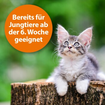 Ein flauschiges graues Kätzchen mit blauen Augen sitzt auf einem Baumstamm und schaut nach oben. Ein orangefarbener Kreis liest: "Geeignet für junge Tiere ab 6 Wochen."