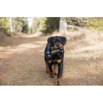 Rottweiler, der auf einem Waldweg läuft und ein schwarzes Knochen-Spielzeug im Maul trägt.