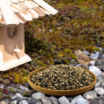 Vogelhaus aus Holz, flache Holzschale gefüllt mit gemischtem Vogelfutter auf Steinen und Moos, daneben ein kleiner brauner Singvogel