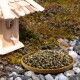 Vogelhaus aus Holz, flache Holzschale gefüllt mit gemischtem Vogelfutter auf Steinen und Moos, daneben ein kleiner brauner Singvogel