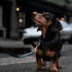Ein schwarz-brauner Dackel mit einem türkisfarbenen Halsband und einer Leine, der neugierig nach oben schaut, während er auf einer Stadtstraße steht.