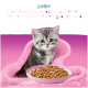 Grau-getigertes Kätzchen mit blauen Augen in einer rosa Decke hinter einer Schale mit Nassfutter für Kätzchen; Text: ‚Junior‘ und deutscher Slogan.