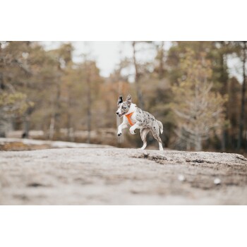 Ein verspielter Hund mit einem Merle-Fell und blauen Augen springt fröhlich auf einer felsigen Oberfläche, umgeben von einem verschwommenen Waldhintergrund.