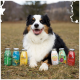 SmoothieDog Rind Hundesnackflasche auf rot, mit frischem Gemüse, Fleisch und Beeren. Text: "Der SNACK für jeden Hund" und "100 % natürlich."