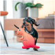 Ein verspielter Dackel läuft mit einem leuchtend orangefarbenen Plüschspielzeug in Form eines Kängurus, mit Punkten und einem lächelnden Gesicht.