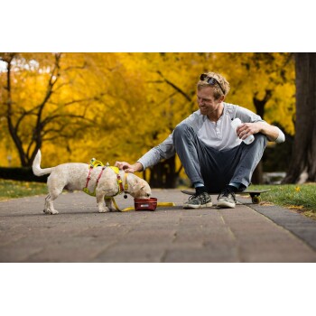 Ein kleiner beiger Hund in einem gelb-roten Geschirr schnüffelt an einer roten Schüssel auf einem Weg, mit einer Person in der Nähe und bunten Herbstblättern im Hintergrund.